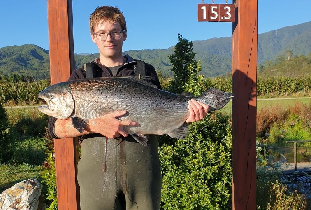 Largest King salmon ever sold to home chef